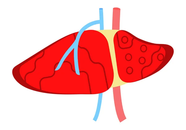 介绍了用于网站和移动网站开发、应用程序的肝脏平面设计向量。病毒性肝炎A，B，C，D是符号，肝硬化的象征. — 图库矢量图片