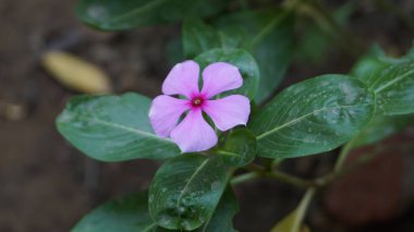 Bir medagasker menekşesi (sadabahar bitkisi)