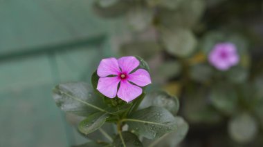 Bir medagasker menekşesi (sadabahar bitkisi)