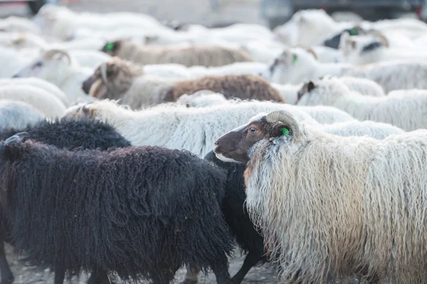 Traditional gathering of sheep in Iceland. — Stock Photo, Image