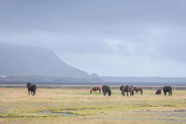 Caballos salvajes islandeses en el pasto — Foto de Stock