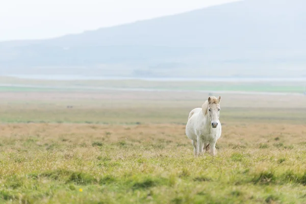 Horizontale weergave van IJslandse paard in de Wei — Stockfoto