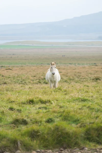 Vista vertical del caballo islandés en el pasto — Foto de Stock