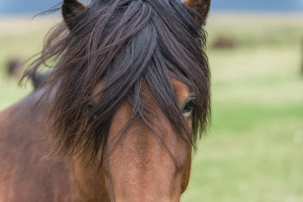 Close portrait of Icelandic Wild Horse. — Stock Photo, Image