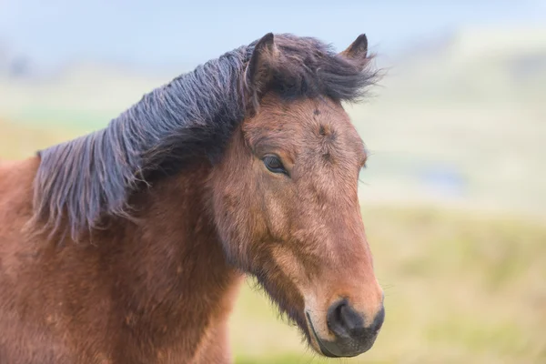 Close portrait of Icelandic horse in the Pasture — Stock Photo, Image