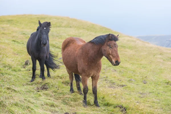 Chevaux sauvages islandais dans le pâturage — Photo