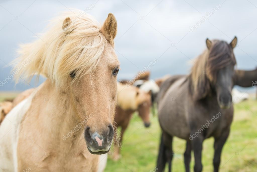 Close portrait of Icelandic Wild Horses