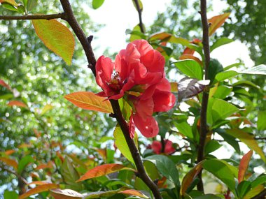 Tatlı Japon baharda çiçek açan Ayva