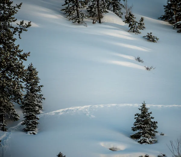 Sendero de un solo animal a través de nieve fresca — Foto de Stock