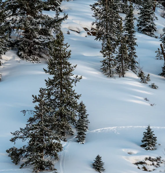 Pistas de vida silvestre a través de nieve prístina — Foto de Stock