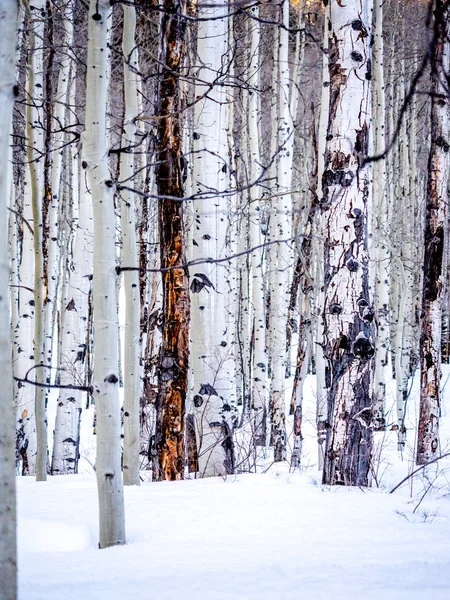 Aspens sin hojas en la nieve — Foto de Stock