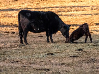 İnek ve Dana oynama