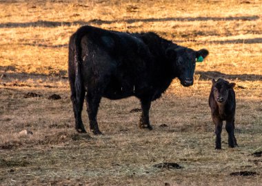 İnek ve onu buzağı ayakta