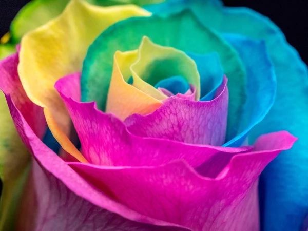 Κοντινό πλάνο της πολύχρωμα τριαντάφυλλο? υπερηφάνεια χρώματα — Φωτογραφία Αρχείου