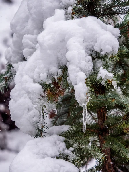 Eiszapfen und Schnee beladene immergrüne Zweige — Stockfoto