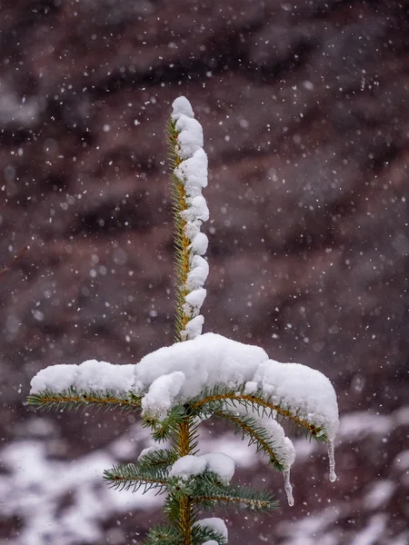 Yaprak dökmeyen ağaç üst kar sırasında — Stok fotoğraf