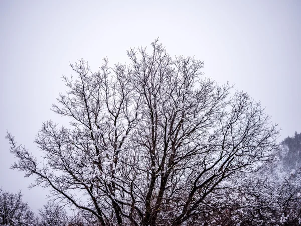 Schneebedeckter Laubbaum — Stockfoto