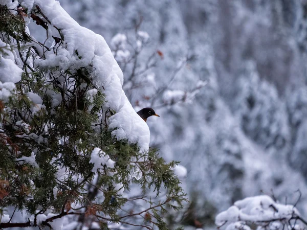 Solitario Robin asomándose desde detrás de la nieve — Foto de Stock