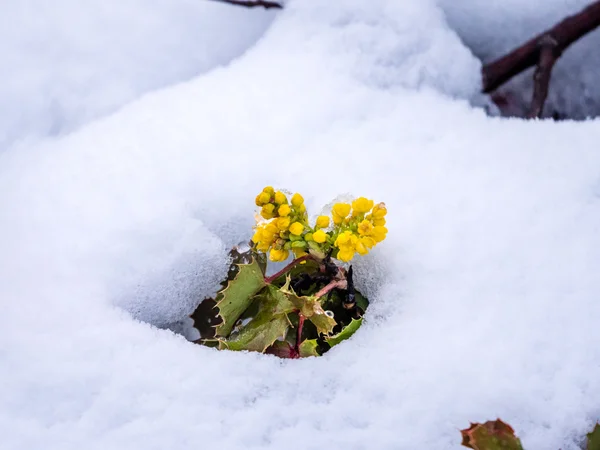 Μοναχικό φυτό Όρεγκον σταφυλιών στο χιόνι — Φωτογραφία Αρχείου