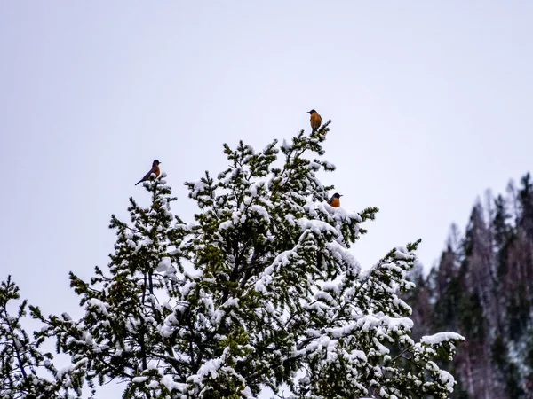 Três Robins empoleirados em Snow Laden Evergreen — Fotografia de Stock