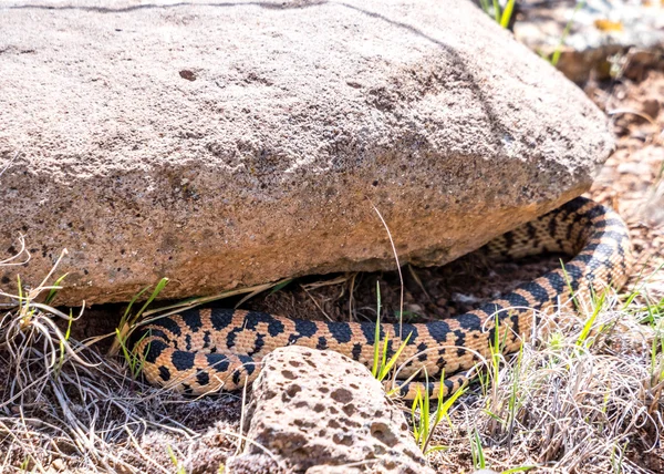 Bull Snake in the Shade — Stock Photo, Image