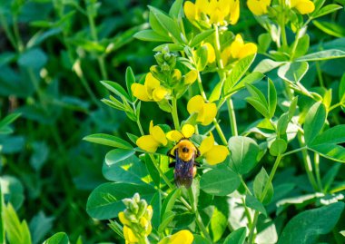 Tek bumble arı besleme üzerinde sarı çiçek