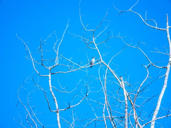 Oriole de Bullock feminino isolado — Fotografia de Stock