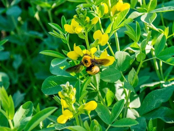 Sarı çiçek kalktıktan bumble bee