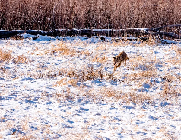Caça ao coiote no campo nevado — Fotografia de Stock