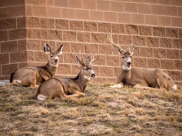 Tres ciervos acostados en la hierba —  Fotos de Stock