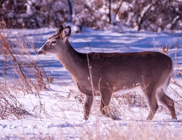 Whitetail Doe a hó arcán — Stock Fotó