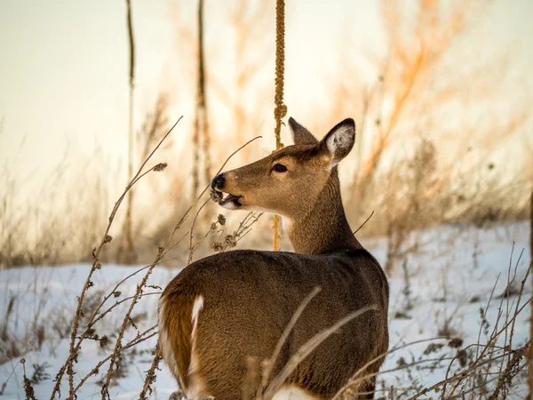 Cola blanca Doe Comer en invierno — Foto de Stock