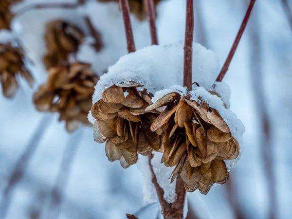 Karla kaplı tohum Pods — Stok fotoğraf
