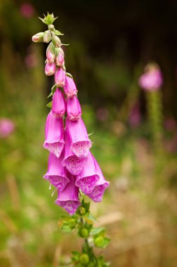 İskoçya 'daki Mull Adası' nda vahşi bir yüksükotunun pembe çiçekleri..