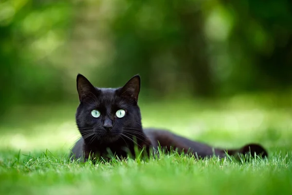 Bahçedeki Çimenlerde Uzanan Kara Kedi Doğrudan Kameraya Bakıyor — Stok fotoğraf