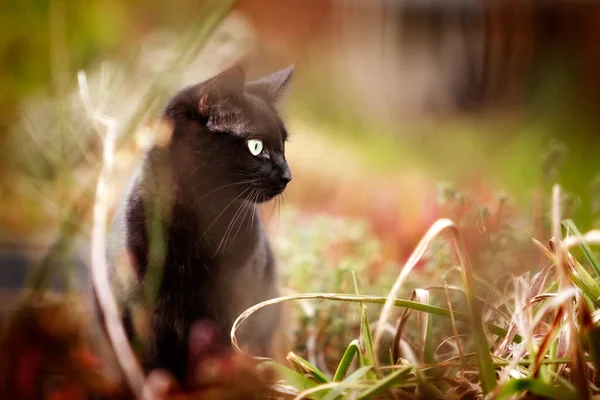 Black Cat Hunting Undergrowth Garden — Stock Photo, Image