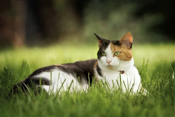 Retrato Gato Calico Deitado Grama Olhando Alerta — Fotografia de Stock