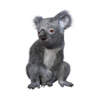 Koala oturuyor ve yana bakıyor. 3d görüntüleme beyaz arkaplanda izole edildi.