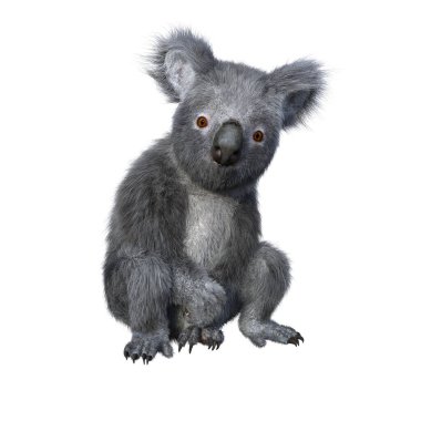 Koala oturuyor ve kameraya bakıyor. 3d görüntüleme beyaz arkaplanda izole edildi.