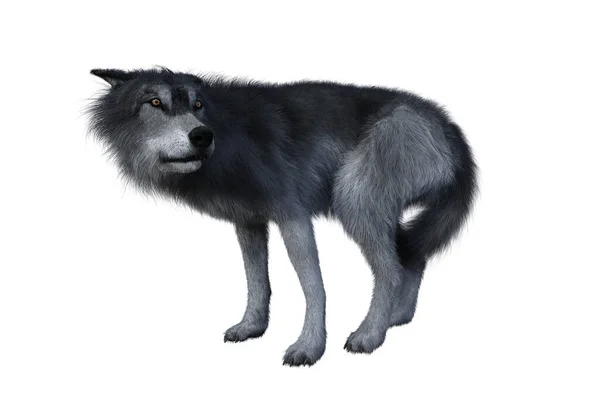 Grijze Wolf Staande Terugkijkend Illustratie Geïsoleerd Witte Achtergrond — Stockfoto