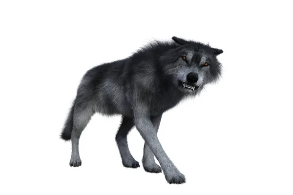 Grijze Wolf Zoek Agressief Illustratie Geïsoleerd Witte Achtergrond — Stockfoto