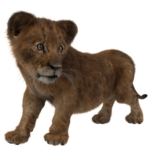 ライオンの子立ち上がって側を見ている 白い背景に隔離された3Dレンダリング — ストック写真