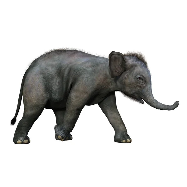 Bambino Elefante Indiano Che Cammina Lato Rendering Isolato Sfondo Bianco — Foto Stock