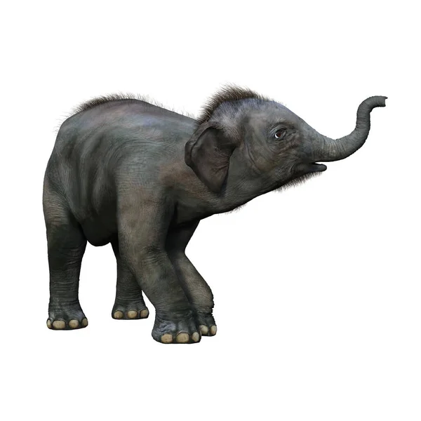 Piccolo Elefante Indiano Tiene Bagagliaio Rendering Isolato Sfondo Bianco — Foto Stock