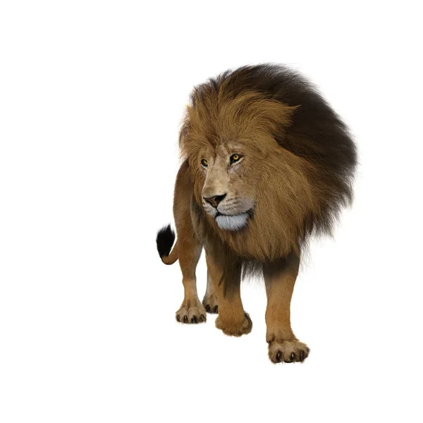 ライオンを前に歩いて 側に見下ろしています 白い背景に隔離された3Dレンダリング — ストック写真