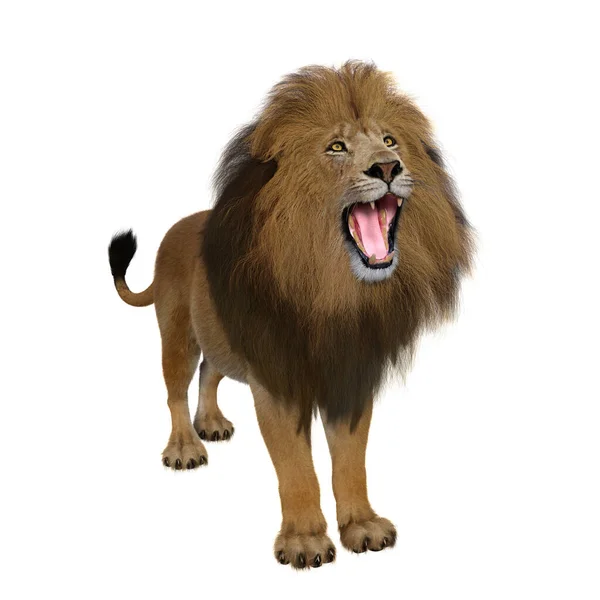 Adult Male Lion Standing Roaring Render Isolated White Background — Stock Photo, Image