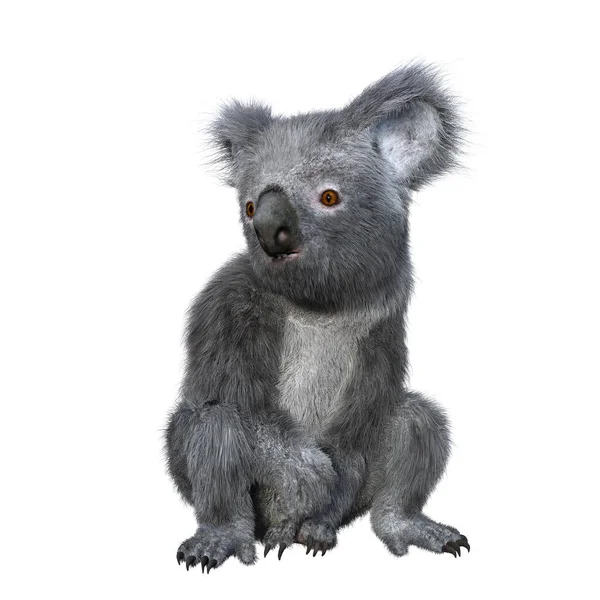 Koala Assis Regardant Sur Côté Rendu Isolé Sur Fond Blanc — Photo