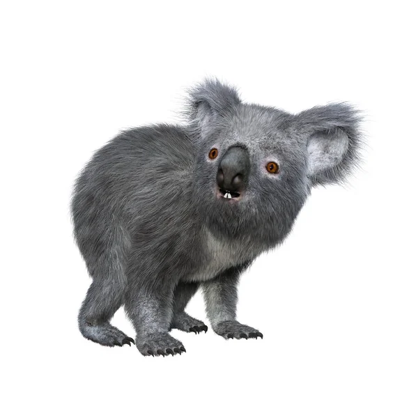 Koala Piedi Quattro Zampe Guardando Lato Rendering Isolato Sfondo Bianco — Foto Stock