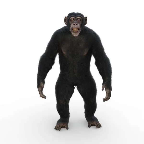 Chimpazee直立し 口を開けてまっすぐ前に研削見て立っている 白い背景に隔離された3Dレンダリング — ストック写真