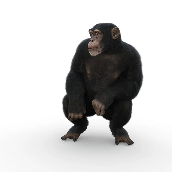 Chimpancé Agachándose Mirando Hacia Lado Renderizado Aislado Sobre Fondo Blanco —  Fotos de Stock